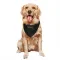 Black Houston Texans Austin Deculus   Service Dog & Cat Pet Bandana