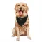 Black Houston Texans Dalton Keene   Service Dog & Cat Pet Bandana