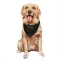 Black Houston Texans Henry To'oTo'o   Service Dog & Cat Pet Bandana