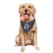 Navy Houston Texans Andrew Beck   Dog & Cat Pet Bandana