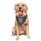 Navy Houston Texans Austin Deculus   Dog & Cat Pet Bandana