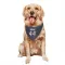 Navy Houston Texans British Brooks   Dog & Cat Pet Bandana