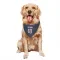 Navy Houston Texans Case Keenum   Dog & Cat Pet Bandana