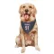 Navy Houston Texans Folorunso Fatukasi   Dog & Cat Pet Bandana