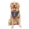 Navy Houston Texans Jalen Pitre   Dog & Cat Pet Bandana