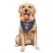 Navy Houston Texans Kamari Lassiter   Dog & Cat Pet Bandana