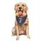 Navy Houston Texans Robert Woods   Dog & Cat Pet Bandana