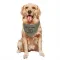 Olive Houston Texans DeAndre Houston-Carson   DeAndre -Carson  Dog & Cat Pet Bandana