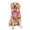 Pink Houston Texans Andrew Beck   Dog & Cat Pet Bandana