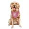 Pink Houston Texans Folorunso Fatukasi   Dog & Cat Pet Bandana