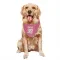 Pink Houston Texans Henry To'oTo'o   Dog & Cat Pet Bandana