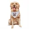 White Houston Texans Custom    Dog & Cat Pet Bandana