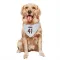 White Houston Texans Gregory Junior   Dog & Cat Pet Bandana